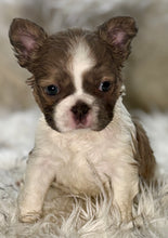 Load image into Gallery viewer, “Pandora” Female Fluffy Panda Pied French Bulldog [HOLDING]