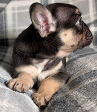 Load image into Gallery viewer, Mary - Female French Bulldog Puppy (HOLDING)