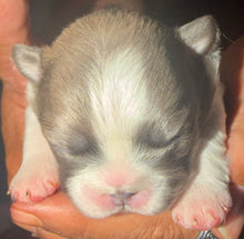 Load image into Gallery viewer, “Pandora” Female Fluffy Panda Pied French Bulldog [HOLDING]