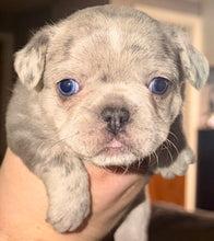 Load image into Gallery viewer, “Strudel” Female Merle French Bulldog [AVAILABLE]