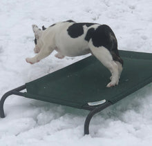 Load image into Gallery viewer, Bob - Male English Bulldog Puppy