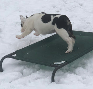 Bob - Male English Bulldog Puppy