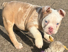 Load image into Gallery viewer, Louise - Female English Bulldog Puppy (HOLDING)