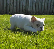 Load image into Gallery viewer, Macadamia - French Bulldog Sub-Adult Fluffy Female ( &gt;1 Year Old )