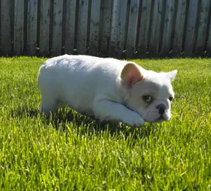 Macadamia - French Bulldog Sub-Adult Fluffy Female ( >1 Year Old )