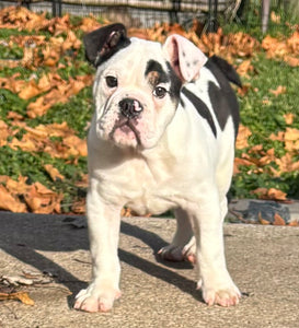 Bob - Male English Bulldog Puppy