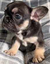 Load image into Gallery viewer, Mary - Female French Bulldog Puppy (HOLDING)