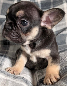 Mary - Female French Bulldog Puppy (HOLDING)