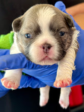 Load image into Gallery viewer, “Pandora” Female Fluffy Panda Pied French Bulldog [HOLDING]