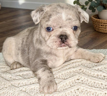 Load image into Gallery viewer, “Strudel” Female Merle French Bulldog [AVAILABLE]