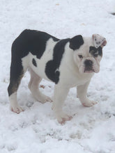 Load image into Gallery viewer, Bob - Male English Bulldog Puppy