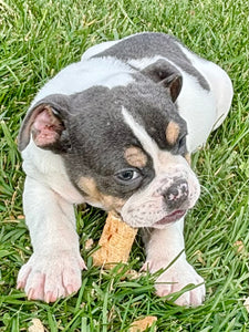 Tina - Female English Bulldog Puppy [CLAIMED]