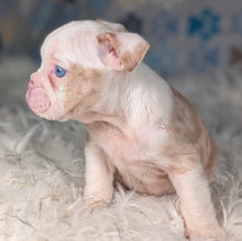 Load image into Gallery viewer, Louise - Female English Bulldog Puppy (HOLDING)