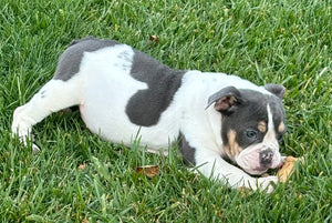 Tina - Female English Bulldog Puppy [CLAIMED]