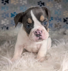 Tina - Female English Bulldog Puppy