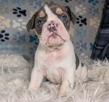 Load image into Gallery viewer, Tina - Female English Bulldog Puppy