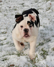 Load image into Gallery viewer, Bob - Male English Bulldog Puppy