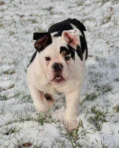 Bob - Male English Bulldog Puppy