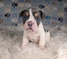 Load image into Gallery viewer, Tina - Female English Bulldog Puppy