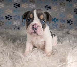 Tina - Female English Bulldog Puppy