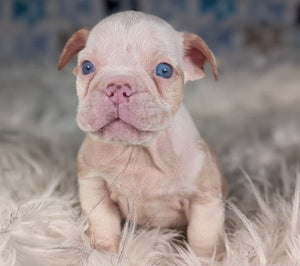 Louise - Female English Bulldog Puppy (HOLDING)