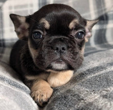 Load image into Gallery viewer, Mary - Female French Bulldog Puppy (HOLDING)