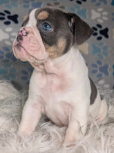 Load image into Gallery viewer, Tina - Female English Bulldog Puppy