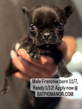 Load image into Gallery viewer, “Ernie” Black French Bulldog Male [AVAILABLE]