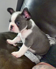 Load image into Gallery viewer, “Husky” French Bulldog Female