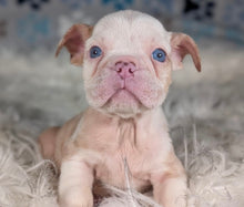 Load image into Gallery viewer, Louise - Female English Bulldog Puppy (HOLDING)