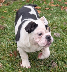 Bob - Male English Bulldog Puppy