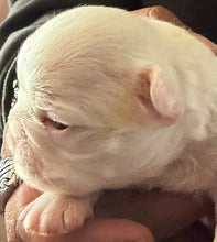 Load image into Gallery viewer, “Muffin” Female High White Merle Pied French Bulldog [HOLDING]