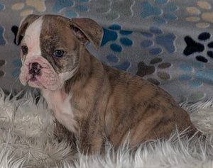 Linda - Female English Bulldog Puppy