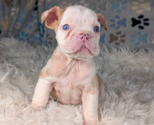 Load image into Gallery viewer, Louise - Female English Bulldog Puppy (HOLDING)