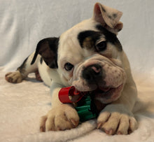 Load image into Gallery viewer, Bob - Male English Bulldog Puppy