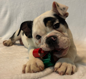 Bob - Male English Bulldog Puppy