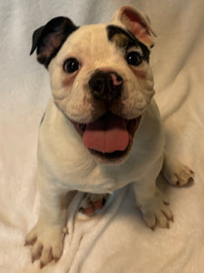 Bob - Male English Bulldog Puppy