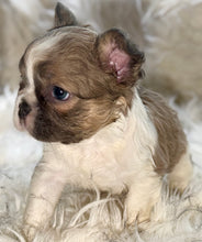 Load image into Gallery viewer, “Pandora” Female Fluffy Panda Pied French Bulldog [HOLDING]