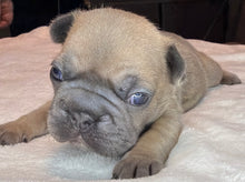Load image into Gallery viewer, Fawn Big Rope Female French Bulldog Puppy [AVAILABLE]