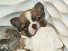 Load image into Gallery viewer, “Pandora” Female Fluffy Panda Pied French Bulldog [HOLDING]