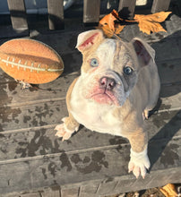 Load image into Gallery viewer, Linda - Female English Bulldog Puppy