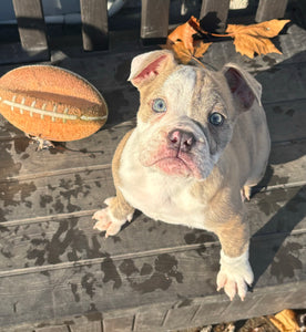 Linda - Female English Bulldog Puppy