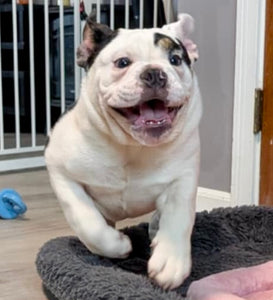 Bob - Male English Bulldog Puppy