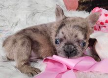Load image into Gallery viewer, &quot;Cashew&quot; Male Fluffy French Bulldog