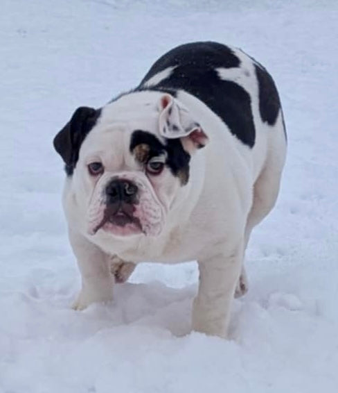 Bob - Male English Bulldog Puppy