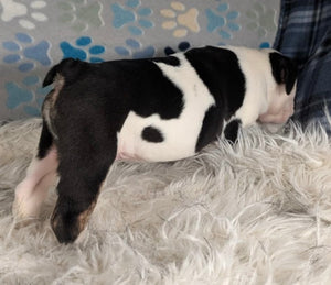 Bob - Male English Bulldog Puppy