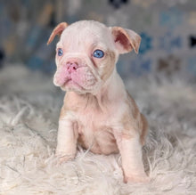 Load image into Gallery viewer, Louise - Female English Bulldog Puppy (HOLDING)