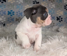 Load image into Gallery viewer, Tina - Female English Bulldog Puppy