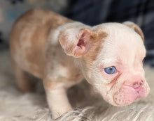 Load image into Gallery viewer, Louise - Female English Bulldog Puppy (HOLDING)