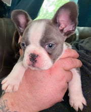 Load image into Gallery viewer, “Husky” French Bulldog Female